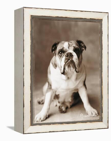 Oscar-Rachael Hale-Framed Premier Image Canvas