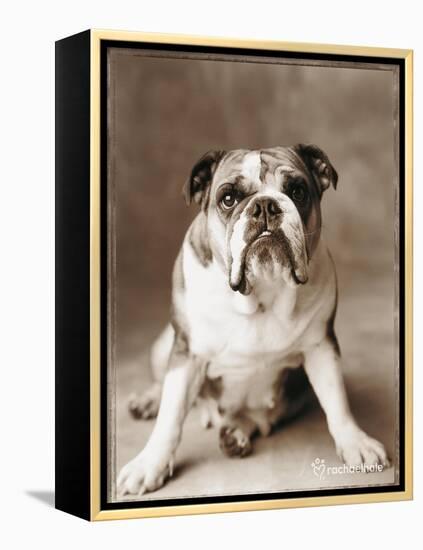 Oscar-Rachael Hale-Framed Premier Image Canvas