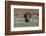 Osceola turkey, near Stick Marsh, Florida-Adam Jones-Framed Photographic Print