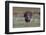 Osceola turkey, near Stick Marsh, Florida-Adam Jones-Framed Photographic Print