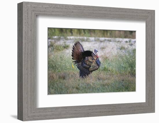 Osceola turkey, near Stick Marsh, Florida-Adam Jones-Framed Photographic Print