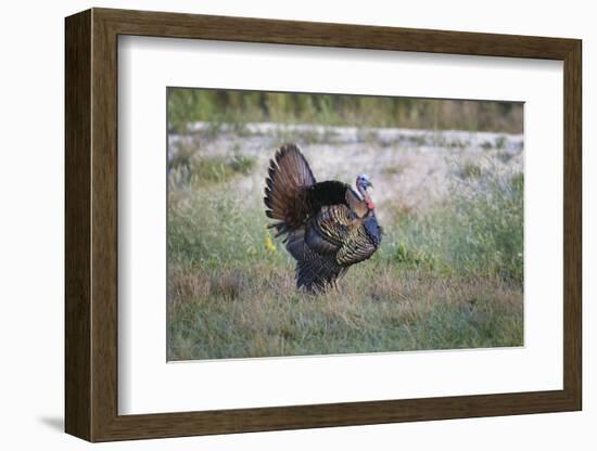 Osceola turkey, near Stick Marsh, Florida-Adam Jones-Framed Photographic Print