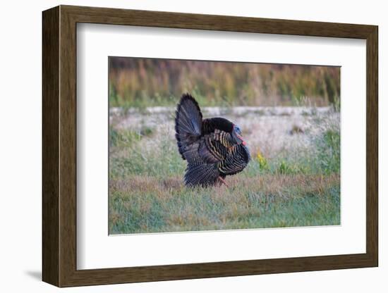 Osceola turkey, near Stick Marsh, Florida-Adam Jones-Framed Photographic Print