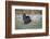 Osceola turkey, near Stick Marsh, Florida-Adam Jones-Framed Photographic Print