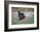 Osceola turkey, near Stick Marsh, Florida-Adam Jones-Framed Photographic Print