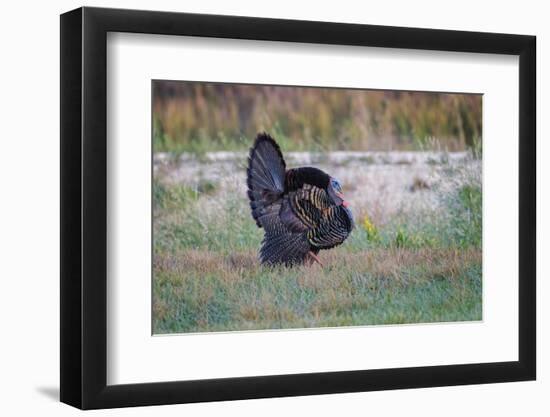 Osceola turkey, near Stick Marsh, Florida-Adam Jones-Framed Photographic Print