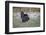 Osceola turkey, near Stick Marsh, Florida-Adam Jones-Framed Photographic Print