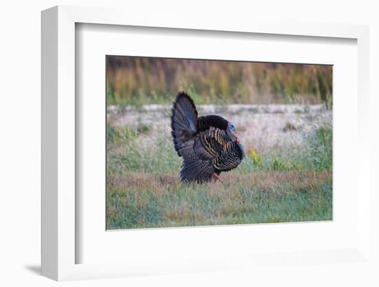 Osceola turkey, near Stick Marsh, Florida-Adam Jones-Framed Photographic Print