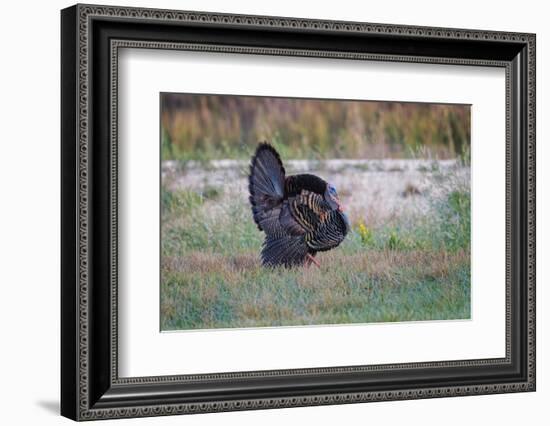 Osceola turkey, near Stick Marsh, Florida-Adam Jones-Framed Photographic Print