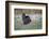 Osceola turkey, near Stick Marsh, Florida-Adam Jones-Framed Photographic Print