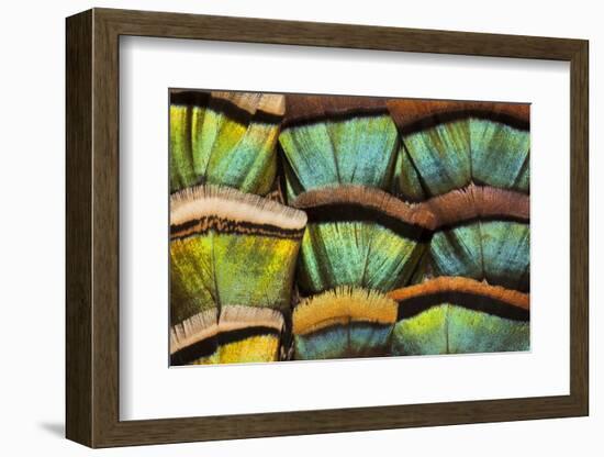 Oscillated Turkey Feather Pattern-Darrell Gulin-Framed Photographic Print