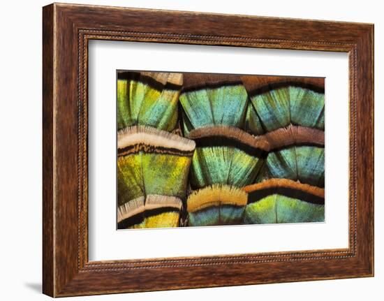 Oscillated Turkey Feather Pattern-Darrell Gulin-Framed Photographic Print