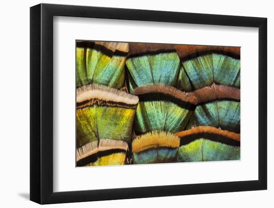 Oscillated Turkey Feather Pattern-Darrell Gulin-Framed Photographic Print