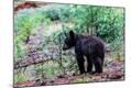 Photographic Print