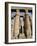 Osiris Statues and Colonnade, Luxor Temple, Thebes, Unesco World Heritage Site, Egypt-Nico Tondini-Framed Photographic Print