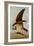 Osprey and Weakfish, 1829-John James Audubon-Framed Giclee Print