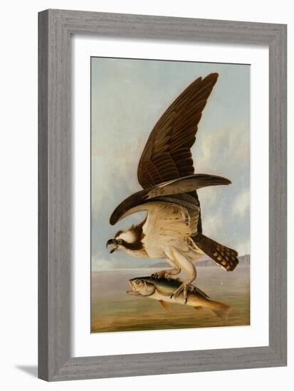 Osprey and Weakfish, 1829-John James Audubon-Framed Giclee Print