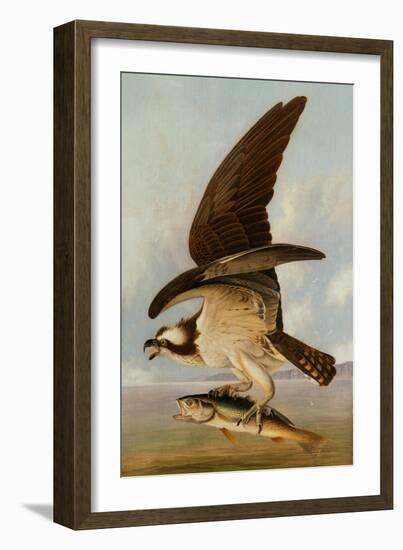 Osprey and Weakfish, 1829-John James Audubon-Framed Giclee Print