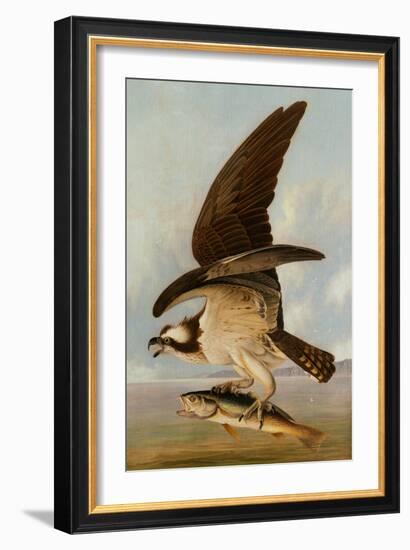 Osprey and Weakfish, 1829-John James Audubon-Framed Giclee Print