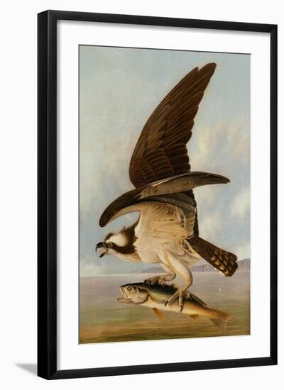 Osprey and Weakfish, 1829-John James Audubon-Framed Giclee Print