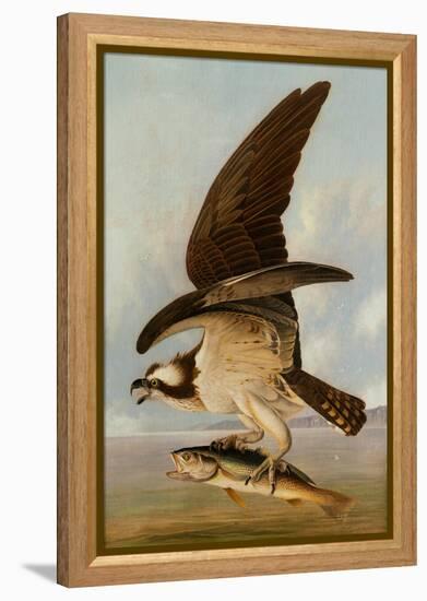 Osprey and Weakfish, 1829-John James Audubon-Framed Premier Image Canvas