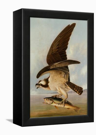 Osprey and Weakfish, 1829-John James Audubon-Framed Premier Image Canvas