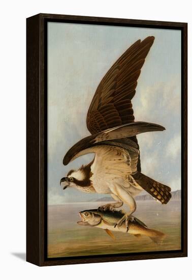 Osprey and Weakfish, 1829-John James Audubon-Framed Premier Image Canvas