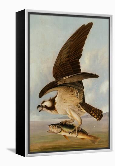 Osprey and Weakfish, 1829-John James Audubon-Framed Premier Image Canvas