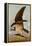 Osprey and Weakfish, 1829-John James Audubon-Framed Premier Image Canvas