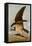 Osprey and Weakfish, 1829-John James Audubon-Framed Stretched Canvas