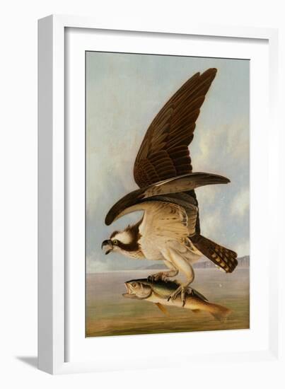 Osprey and Weakfish, 1829-John James Audubon-Framed Art Print