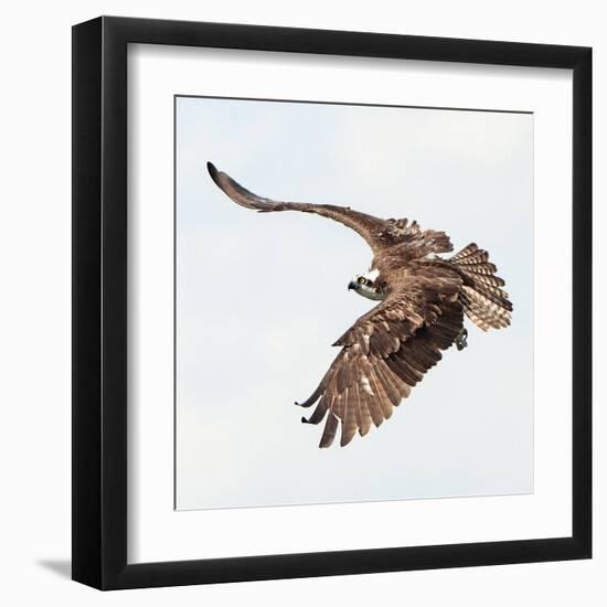 Osprey At Stick Marsh-Wink Gaines-Framed Giclee Print