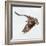 Osprey At Stick Marsh-Wink Gaines-Framed Giclee Print