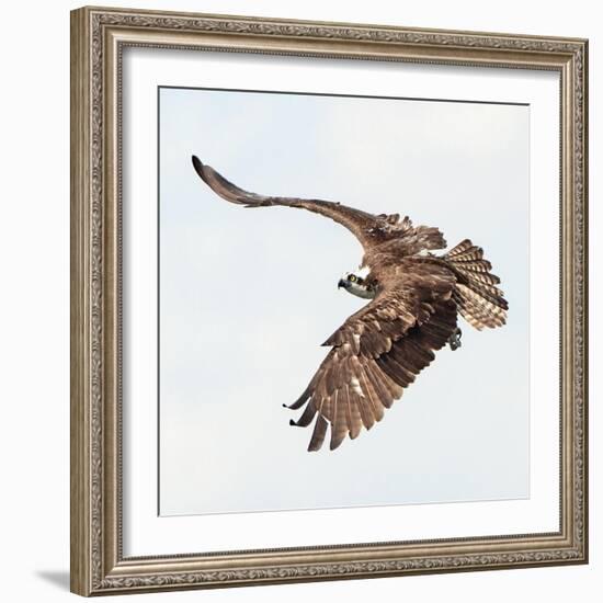 Osprey At Stick Marsh-Wink Gaines-Framed Giclee Print