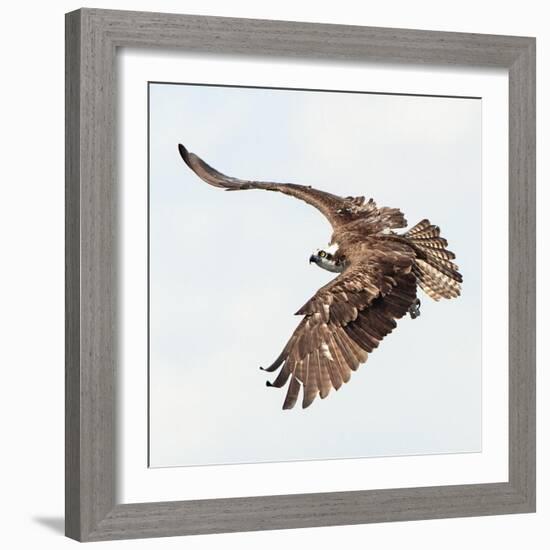 Osprey At Stick Marsh-Wink Gaines-Framed Giclee Print