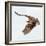 Osprey At Stick Marsh-Wink Gaines-Framed Giclee Print