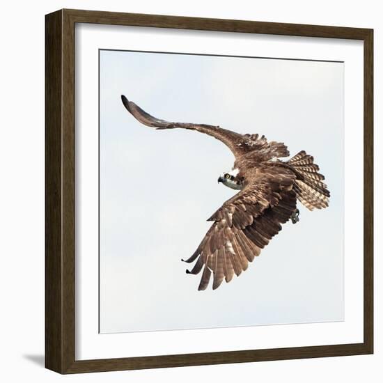 Osprey At Stick Marsh-Wink Gaines-Framed Giclee Print