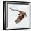 Osprey At Stick Marsh-Wink Gaines-Framed Giclee Print