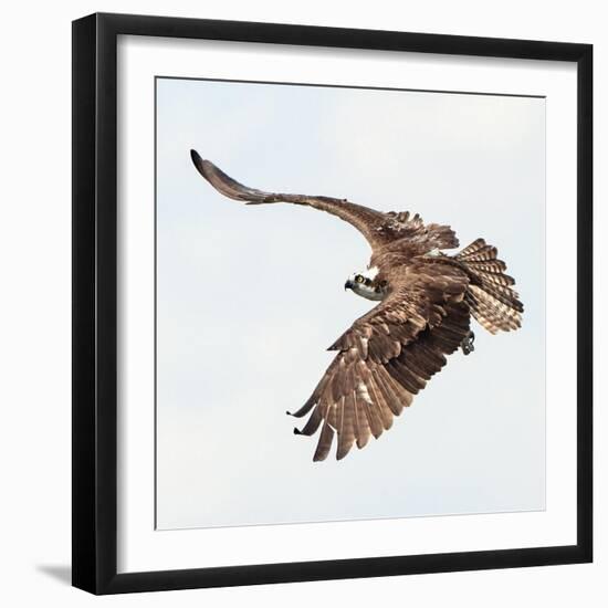 Osprey At Stick Marsh-Wink Gaines-Framed Giclee Print