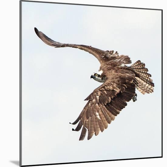 Osprey At Stick Marsh-Wink Gaines-Mounted Giclee Print