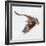 Osprey At Stick Marsh-Wink Gaines-Framed Giclee Print