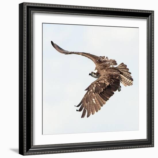 Osprey At Stick Marsh-Wink Gaines-Framed Giclee Print