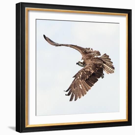 Osprey At Stick Marsh-Wink Gaines-Framed Giclee Print