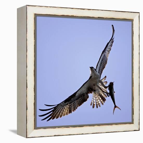 Osprey Carries Fish in Talons as it Flies over the Players Championship Golf Tournament in Florida-null-Framed Premier Image Canvas