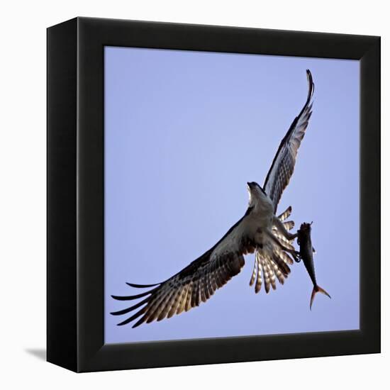 Osprey Carries Fish in Talons as it Flies over the Players Championship Golf Tournament in Florida-null-Framed Premier Image Canvas