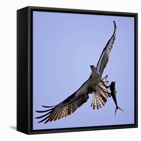 Osprey Carries Fish in Talons as it Flies over the Players Championship Golf Tournament in Florida-null-Framed Premier Image Canvas