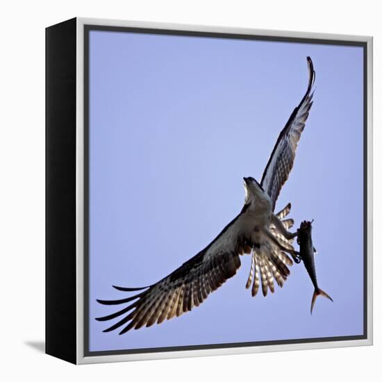 Osprey Carries Fish in Talons as it Flies over the Players Championship Golf Tournament in Florida-null-Framed Premier Image Canvas