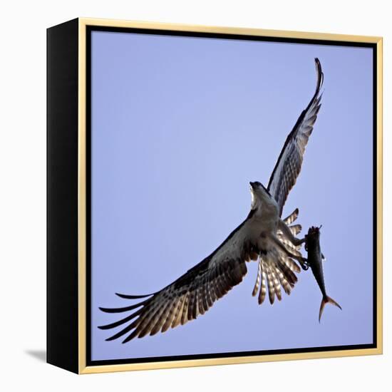 Osprey Carries Fish in Talons as it Flies over the Players Championship Golf Tournament in Florida-null-Framed Premier Image Canvas