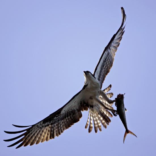 Osprey Carries Fish In Talons As It Flies Over The Players Championship Golf Tournament In Florida Photographic Print Art Com
