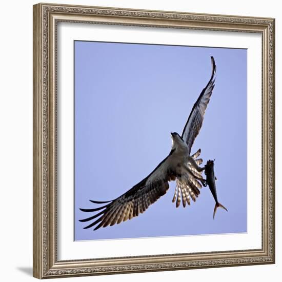 Osprey Carries Fish in Talons as it Flies over the Players Championship Golf Tournament in Florida-null-Framed Photographic Print